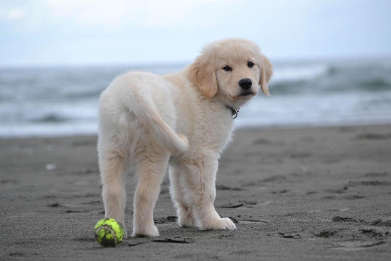 Salty Dog Villa แปซิฟิคบีช ภายนอก รูปภาพ
